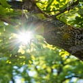 Sunlight Filtering Through Green Leaves on a Tree Trunk