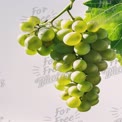 Fresh Green Grapes on Vine with Leaves - Healthy Eating and Organic Produce Concept