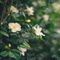 Delicate White Flowers with Lush Green Leaves in Soft Focus