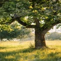 Serene Sunlit Tree in Lush Green Meadow