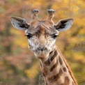 Majestic Giraffe Portrait Against Autumn Background