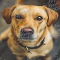 Adorable Golden Labrador Retriever Close-Up with Expressive Eyes