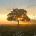 Majestätischer Sonnenaufgang hinter einem einsamen Baum in nebliger Landschaft