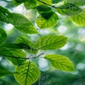 Fresh Green Leaves with Raindrops and Soft Bokeh Background