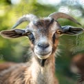 Close-Up of a Playful Goat with Soft Focus Background