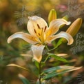 Elegant White Lily in Soft Focus - Nature Beauty and Floral Serenity