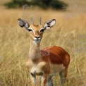 Anmutige Antilope in natürlichem Lebensraum: Wildlife-Fotografie der afrikanischen Savanne