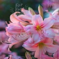 Delicate Pink Lily Blossoms in Soft Focus - Floral Beauty and Nature