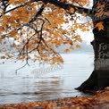 Autumn Serenity: Tranquil Lake Scene with Golden Maple Leaves