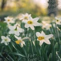 Beautiful Spring Daffodils in Bloom - Fresh Floral Background for Nature and Garden Themes