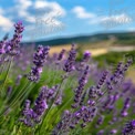 Vibrant Lavender Fields Under a Blue Sky - Nature's Serenity and Beauty