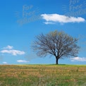 Solitary Tree on a Vibrant Meadow Under a Clear Blue Sky