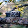 Vintage Camera on Tree Branch: Nature Meets Photography