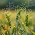 Golden Wheat Field at Sunset: Nature's Bounty and Agricultural Beauty