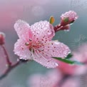 Delicate Pink Blossom with Raindrops: Nature's Beauty in Spring