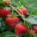 Fresh Juicy Strawberries on Green Leaves - Organic Farming and Healthy Eating Concept