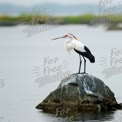 Elegant Stork Standing on Rock by Tranquil Water: Nature and Wildlife Photography