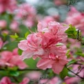 Delicate Pink Azalea Blooms with Raindrops - Spring Floral Beauty