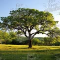 Majestic Green Tree in Sunlit Meadow - Nature's Serenity and Tranquility