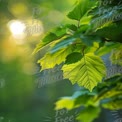 Hojas Verdes Frescas con Gotas de Agua y Fondo Suave de Bokeh