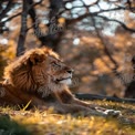 Majestic Lion in Autumn Landscape: Nature's King Resting in Golden Light