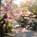 Beautiful Cherry Blossom Branch in Soft Focus - Spring Floral Background