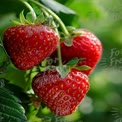 Fresh Ripe Strawberries on Vine - Organic Farming, Healthy Eating, and Summer Harvest