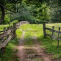 Serene Country Pathway Through Lush Greenery and Rustic Fencing