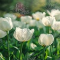 Elegant White Tulips in Bloom: Spring Garden Beauty