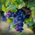 Fresh Organic Grapes on Vine - Vineyard Harvest Close-Up