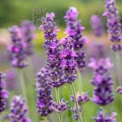 Vibrant Lavender Fields in Bloom: Nature's Serenity and Aromatic Beauty