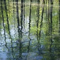 Tranquil Forest Reflection: Serene Water and Lush Greenery