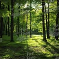 Serene Sunlit Forest with Lush Green Foliage and Tranquil Atmosphere