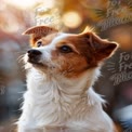 Adorable Small Dog Portrait in Nature with Soft Bokeh Background