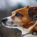 Close-Up of a Thoughtful Dog: Pet Portrait, Canine Expression, Animal Photography