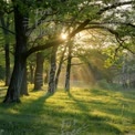 Serene Sunlight Filtering Through Lush Green Forest Trees