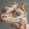 Close-Up of a Unique Colorful Gecko: Exotic Reptile Portrait for Nature and Wildlife Themes