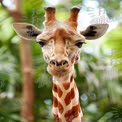 Majestic Giraffe Portrait in Lush Greenery - Wildlife Photography