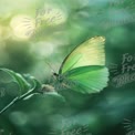 Enchanting Green Butterfly on Delicate Flower with Soft Bokeh Background