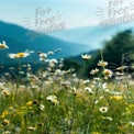 Serene Mountain Meadow with Wildflowers and Soft Focus Background