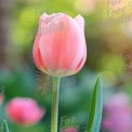 Delicate Pink Tulip in Bloom with Soft Bokeh Background