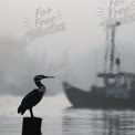 Mystical Foggy Harbor with Silhouette of Cormorant and Fishing Boats