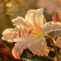 Delicate Lily Blossom with Dew Drops in Soft Morning Light