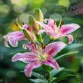 Beautiful Pink Lilies in Bloom with Soft Bokeh Background