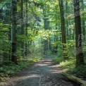 Serene Forest Pathway: Tranquil Nature Trail in Lush Greenery