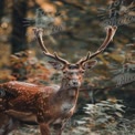 Majestic Fallow Deer in Autumn Forest Setting