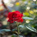 Vibrant Red Rose with Bokeh Background - Romantic Floral Beauty