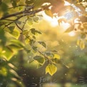 Sunlit Leaves with Bokeh Effect in Nature