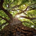 Majestic Tree Canopy with Sunlight Filtering Through Leaves - Nature's Serenity