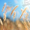 Golden Grass Blades Against a Bright Blue Sky: Nature's Serenity